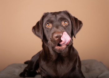 Mon chien aime le chocolat. Attention au danger !