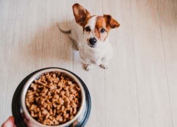 Comment accompagner mon animal dans son changement d’alimentation ?