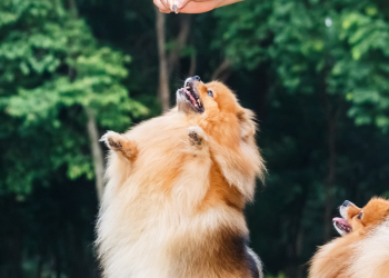 L’éducation positive, qu'est ce que c'est ? Comment la pratiquer avec mon chien ?