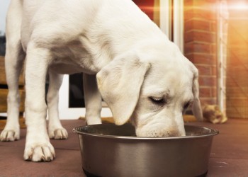 Mon chien est stérilisé. De quelle alimentation spécifique a-t-il besoin ?