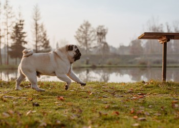 Votre chien peut avoir des douleurs articulaires ? Découvrez comment reconnaître les signes et y remédier