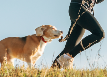 Comment faire du sport avec mon chien ?