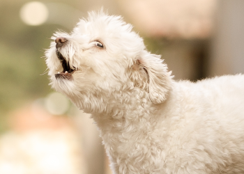 Pourquoi mon chien aboie-t-il tout le temps ?